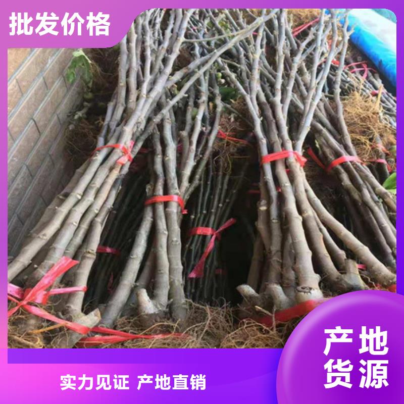 无花果蟠桃苗技术先进