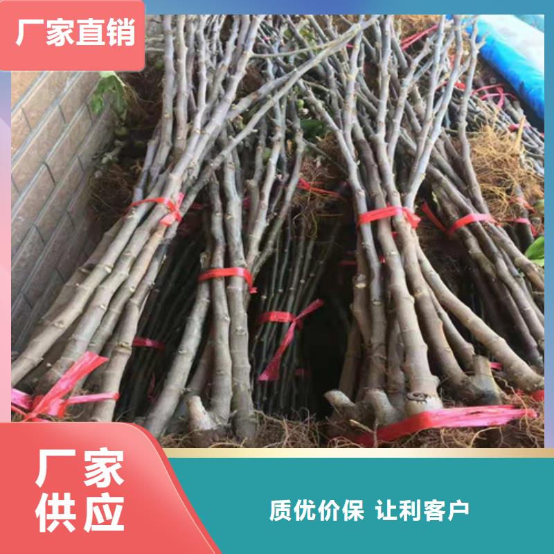 无花果_苹果树苗厂家供应