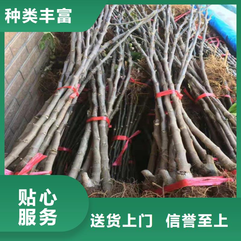 无花果蓝莓苗从源头保证品质