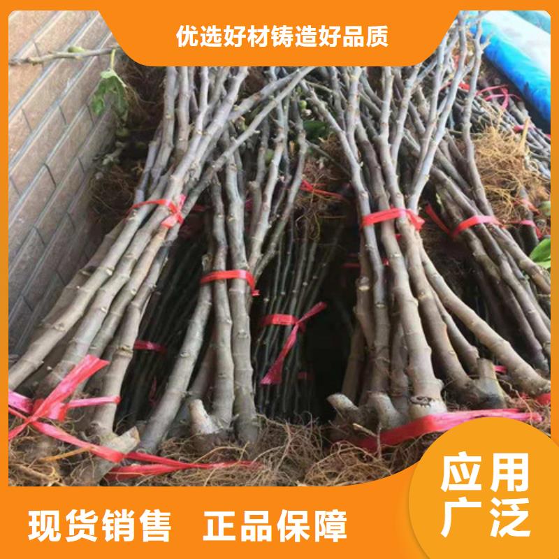 无花果_蓝莓苗源头工厂