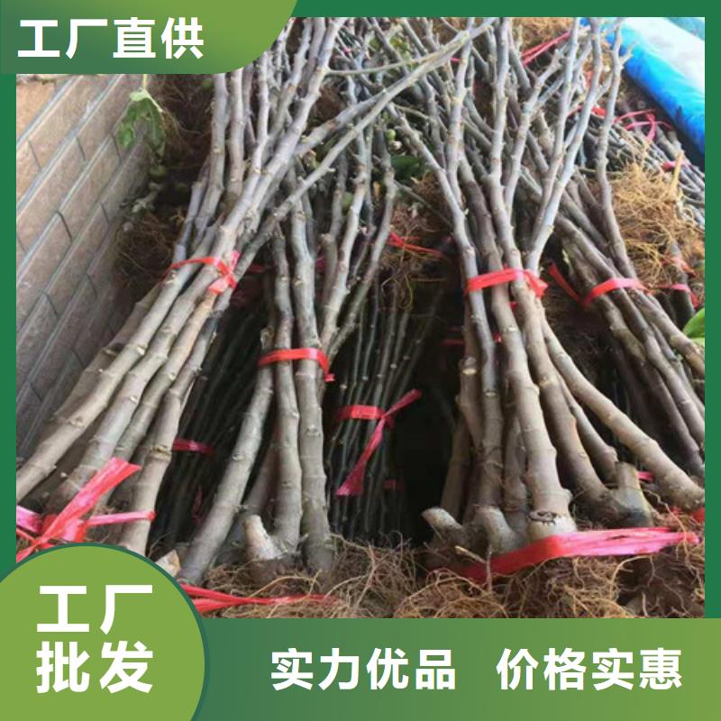 无花果樱桃树苗一手货源