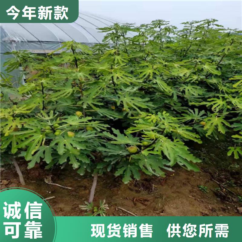 无花果-樱桃树苗有口皆碑