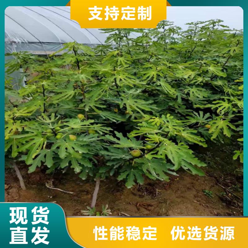 无花果大红袍花椒苗支持批发零售