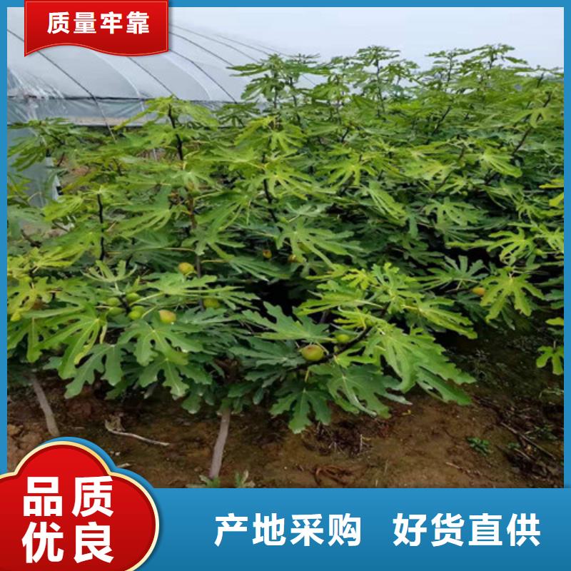 无花果_玉露香梨苗材质实在