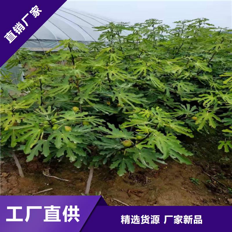 【无花果核桃苗全新升级品质保障】