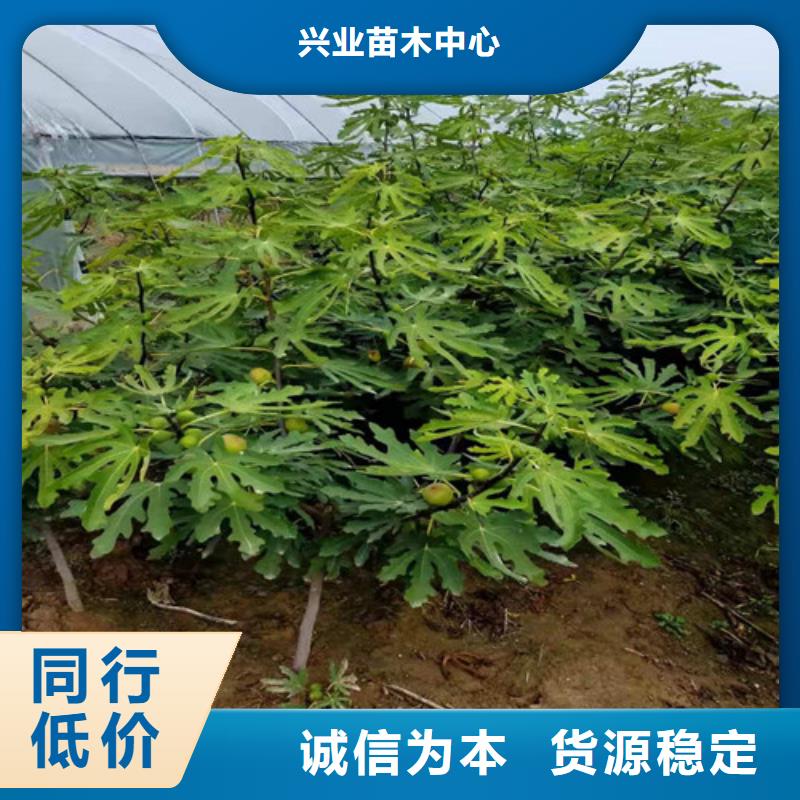 无花果苹果苗厂家现货供应