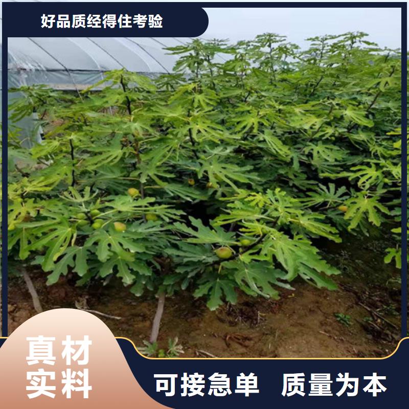 无花果_樱桃树苗一站式采购方便省心