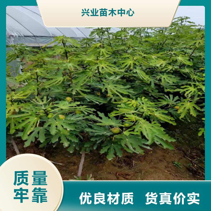 无花果草莓苗用途广泛