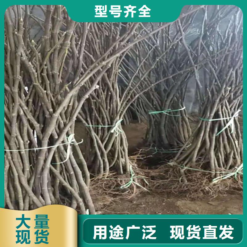 无花果-山楂苗质检合格发货