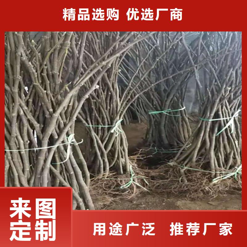 无花果蟠桃苗技术先进