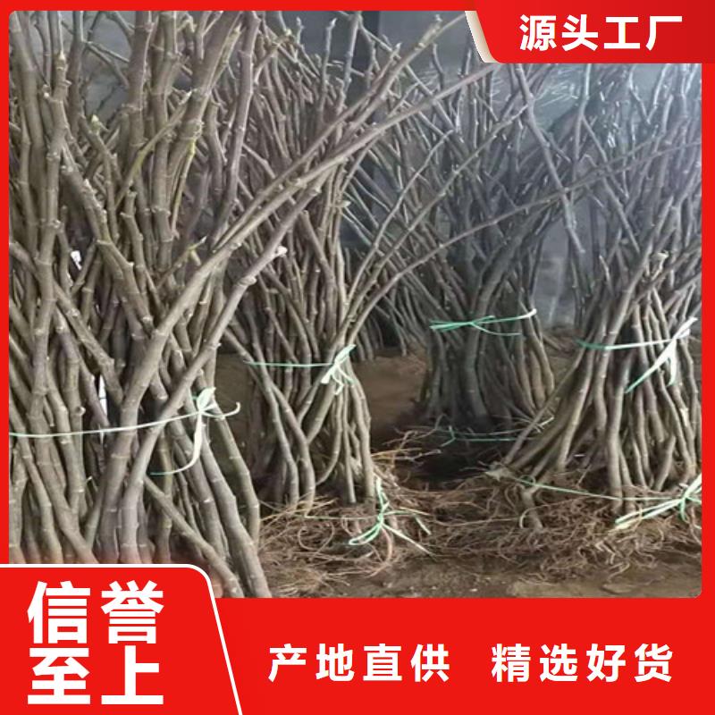 无花果梨树苗今日价格