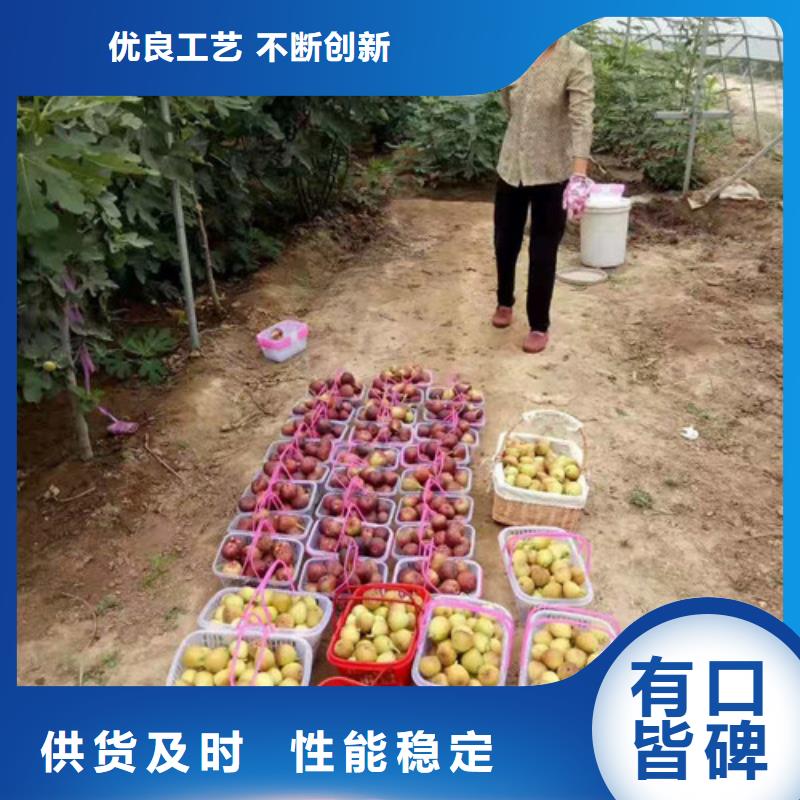 无花果苹果苗厂家直接面向客户