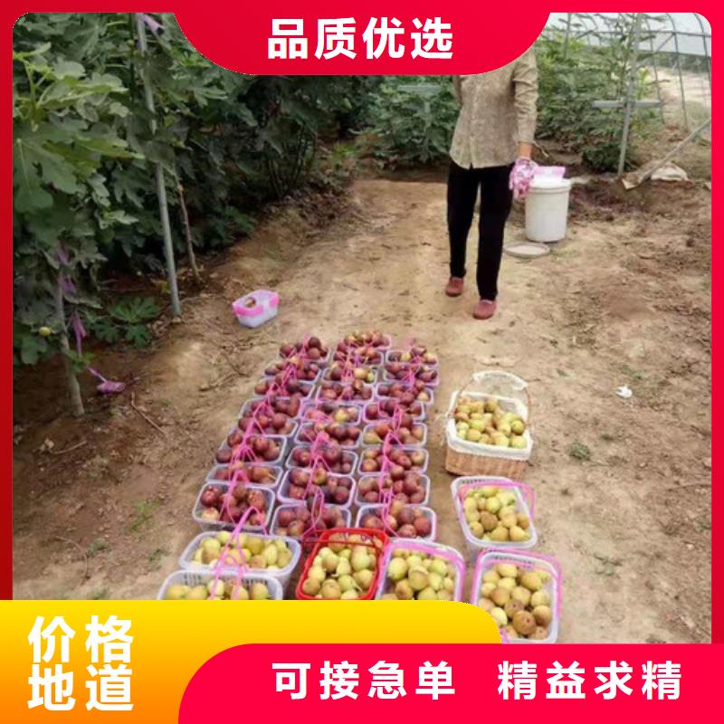 无花果核桃苗出厂严格质检