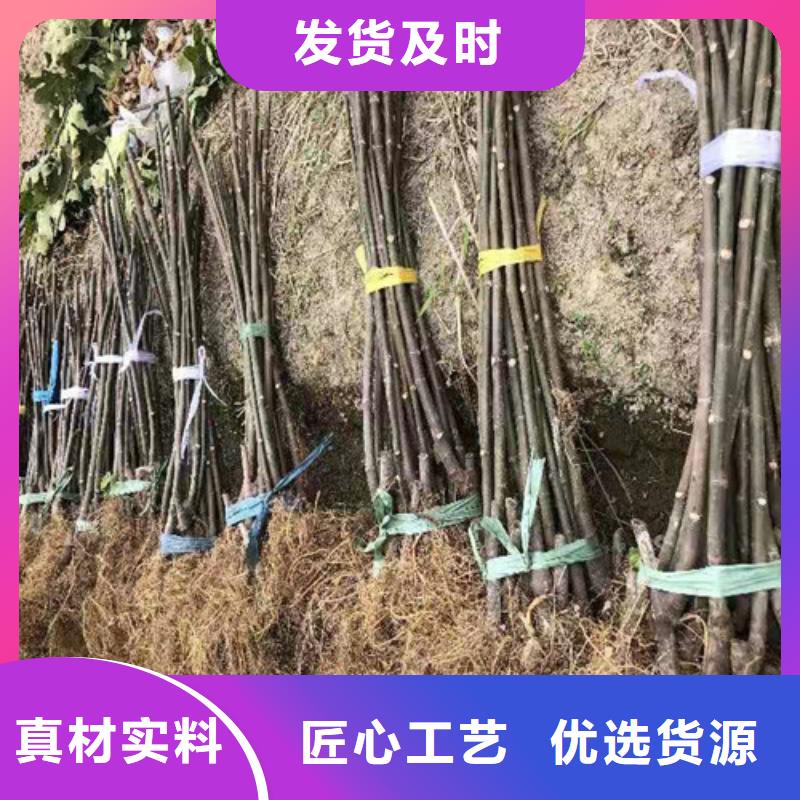 无花果【鲁樱三号樱桃】品牌专营