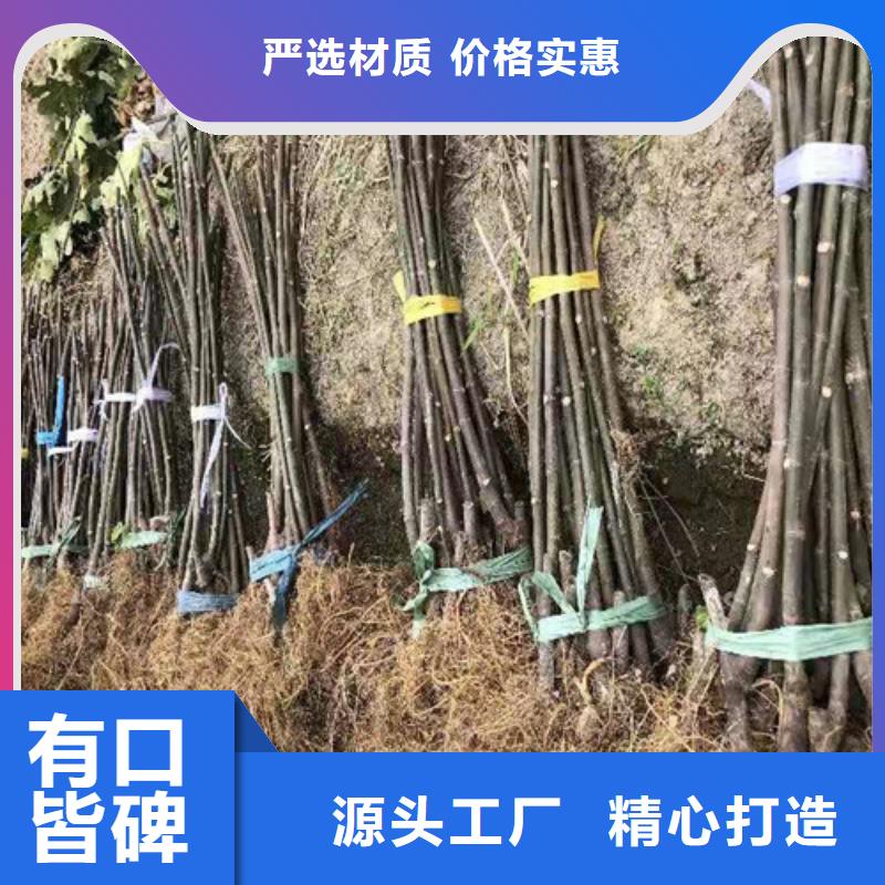 无花果-樱桃树苗有口皆碑