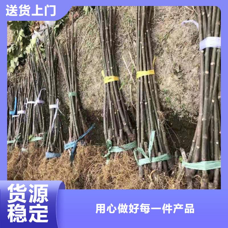 无花果_红富士苗质量检测