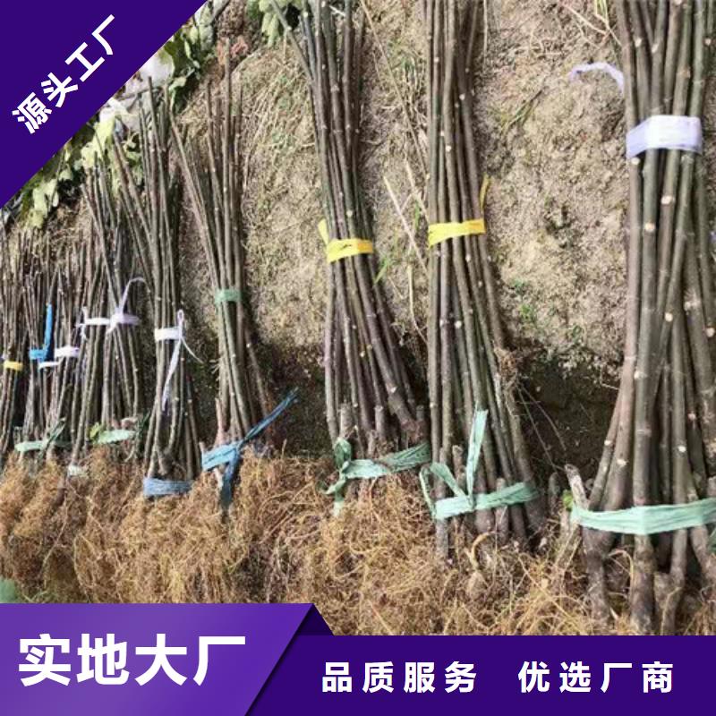 【无花果】玉露香梨苗可定制