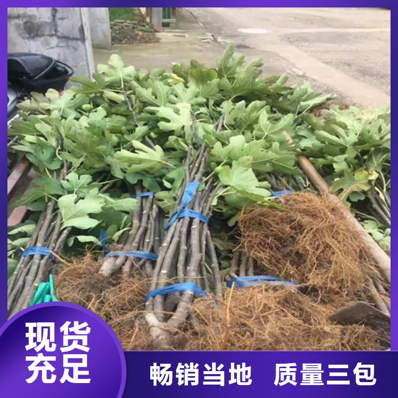 【无花果嘎啦苹果苗品质之选】