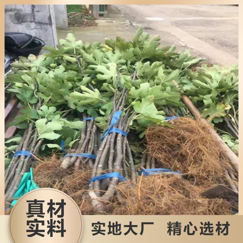 无花果,红富士苗诚信为本