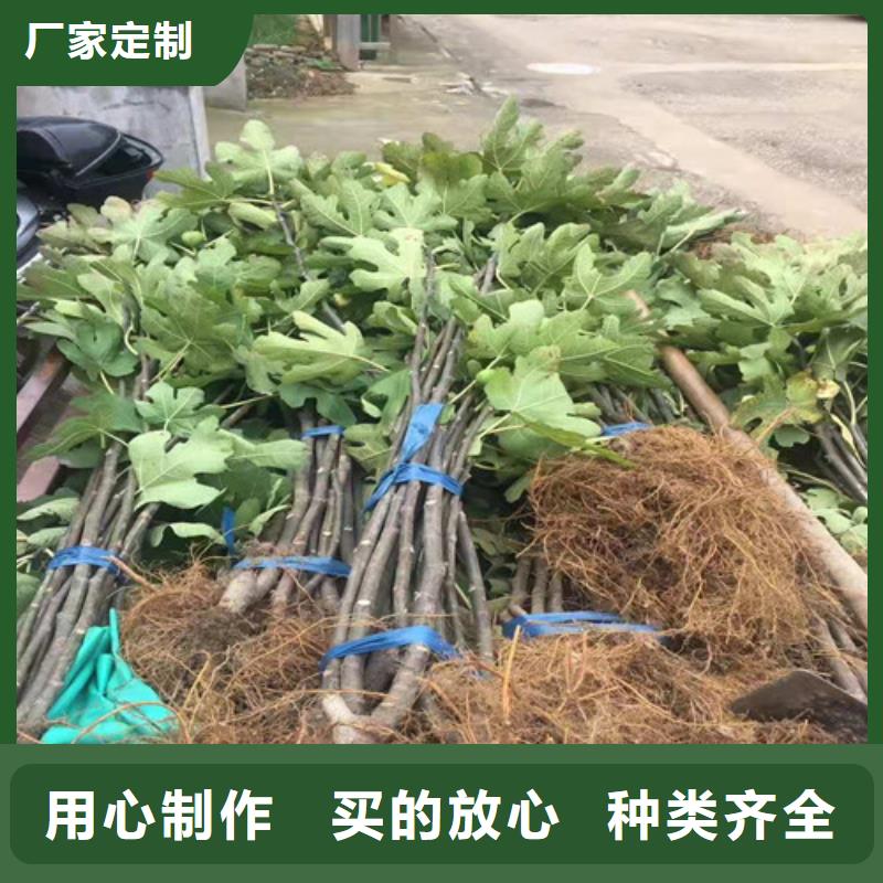 无花果_苹果树苗厂家供应