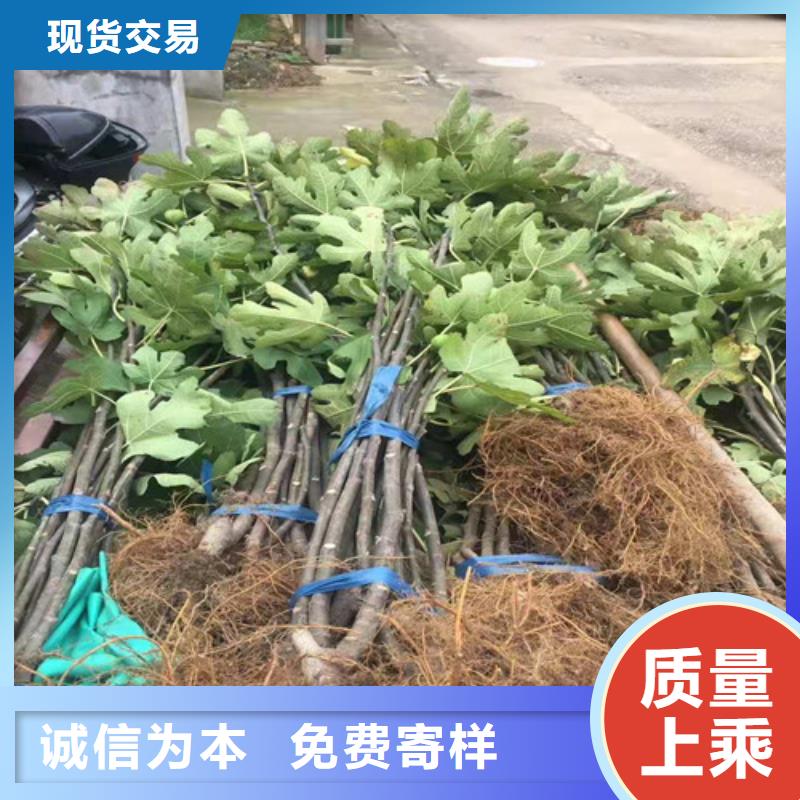 无花果嘎啦苹果苗现货