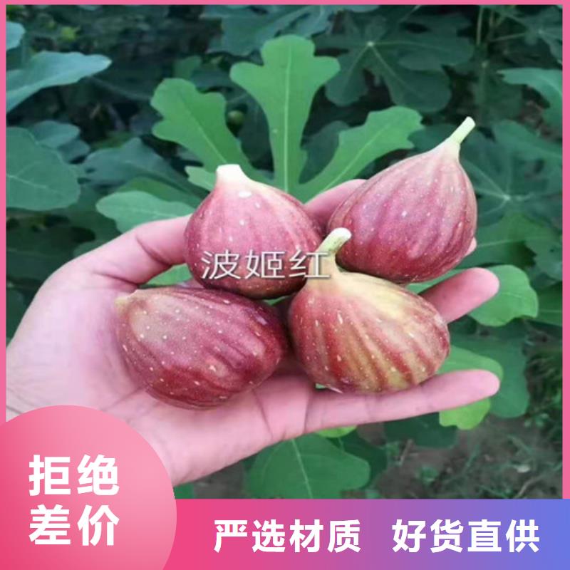 无花果_苹果树苗厂家供应