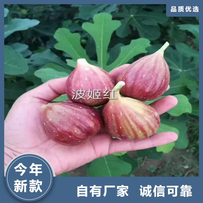 【无花果核桃苗工厂认证】