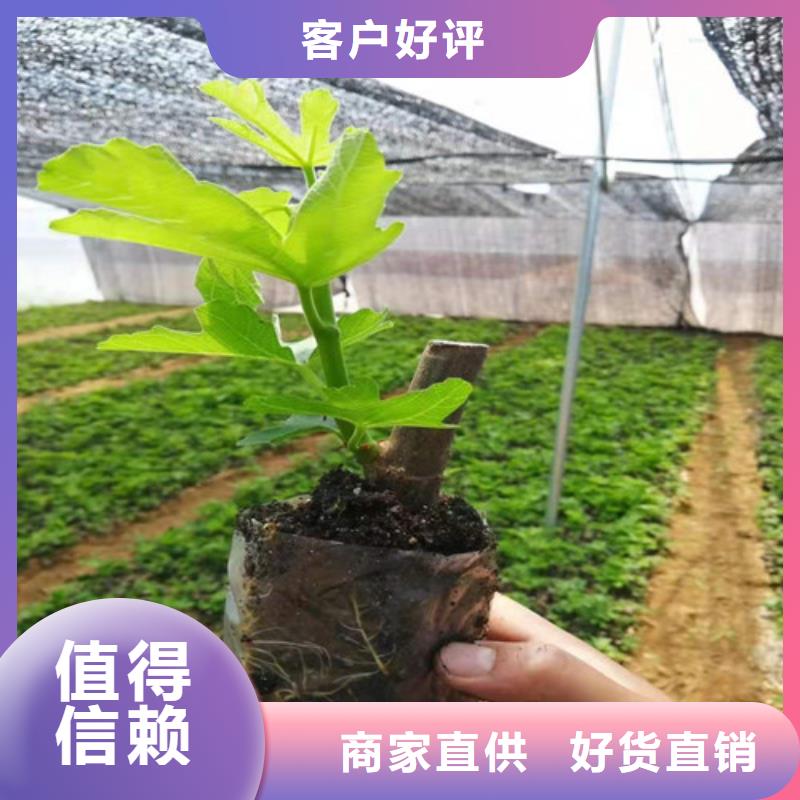 无花果香椿树苗使用寿命长久