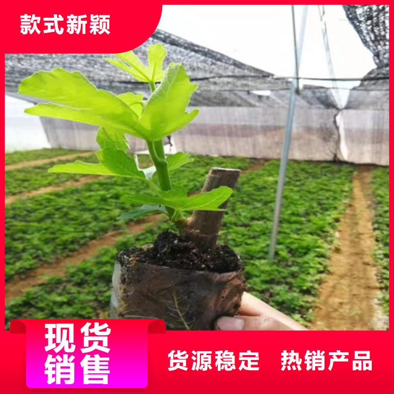 无花果-蓝莓苗自有生产工厂