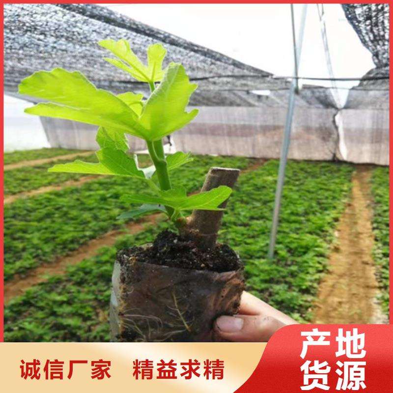 无花果板栗苗敢与同行比价格