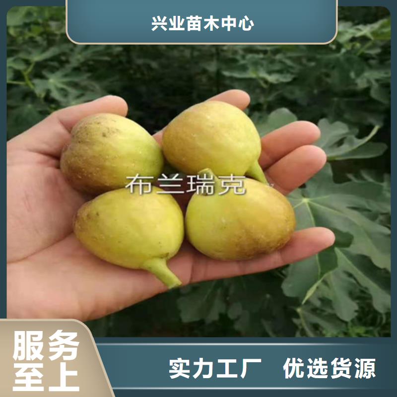 无花果山楂苗一致好评产品