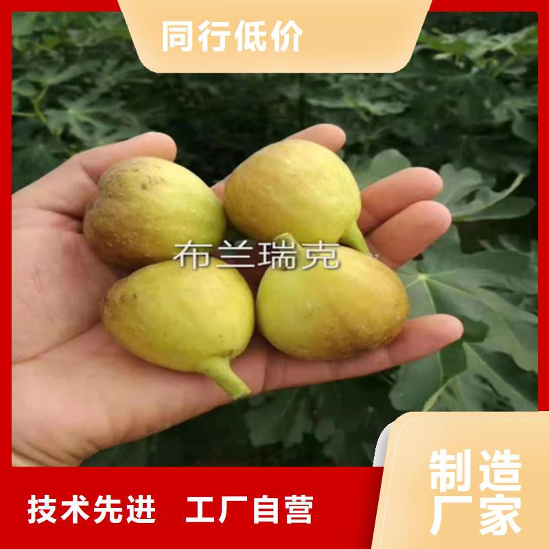 无花果,大棚草莓苗型号齐全