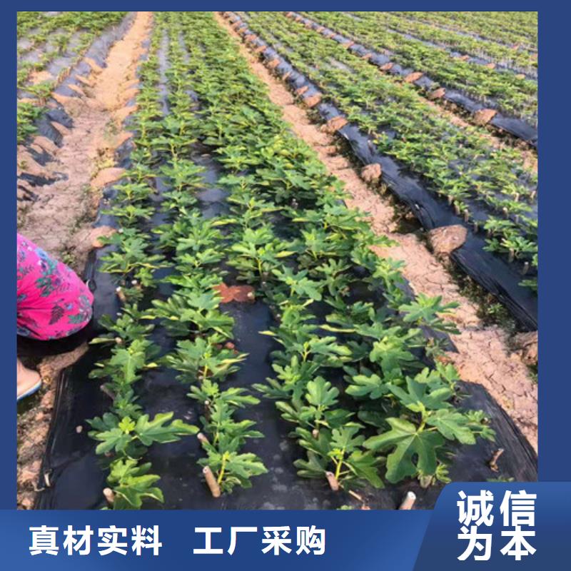 无花果花椒苗保障产品质量