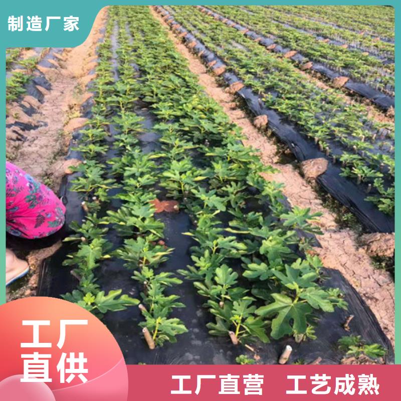 无花果花椒苗细节决定成败