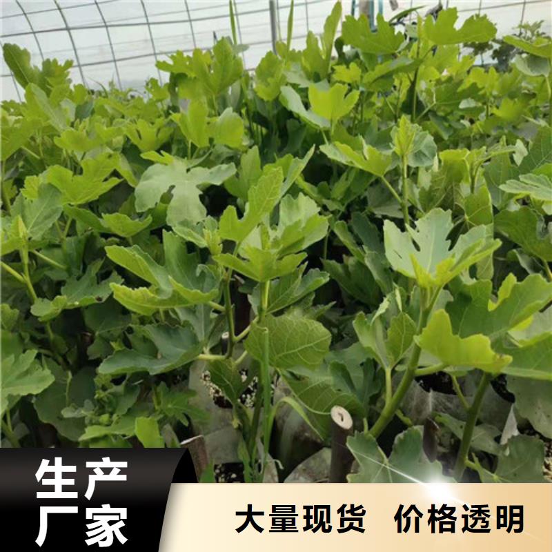 无花果蟠桃苗自有厂家