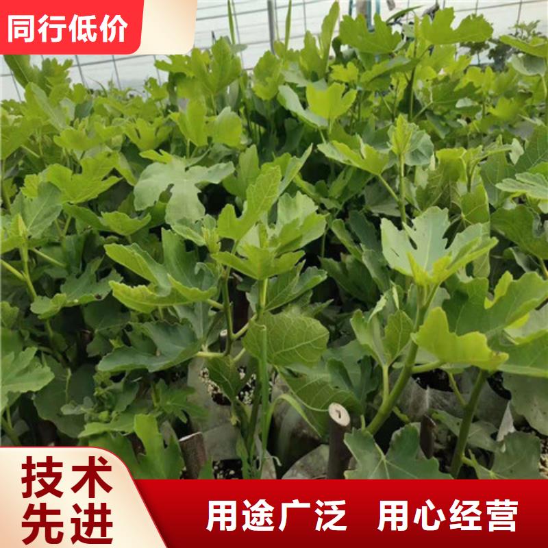 无花果大棚草莓苗实力商家推荐