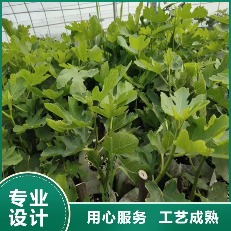 无花果花椒苗产品优势特点