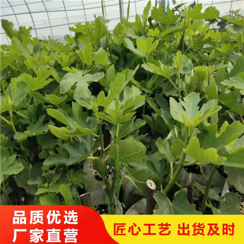 【无花果蓝莓苗好产品放心购】