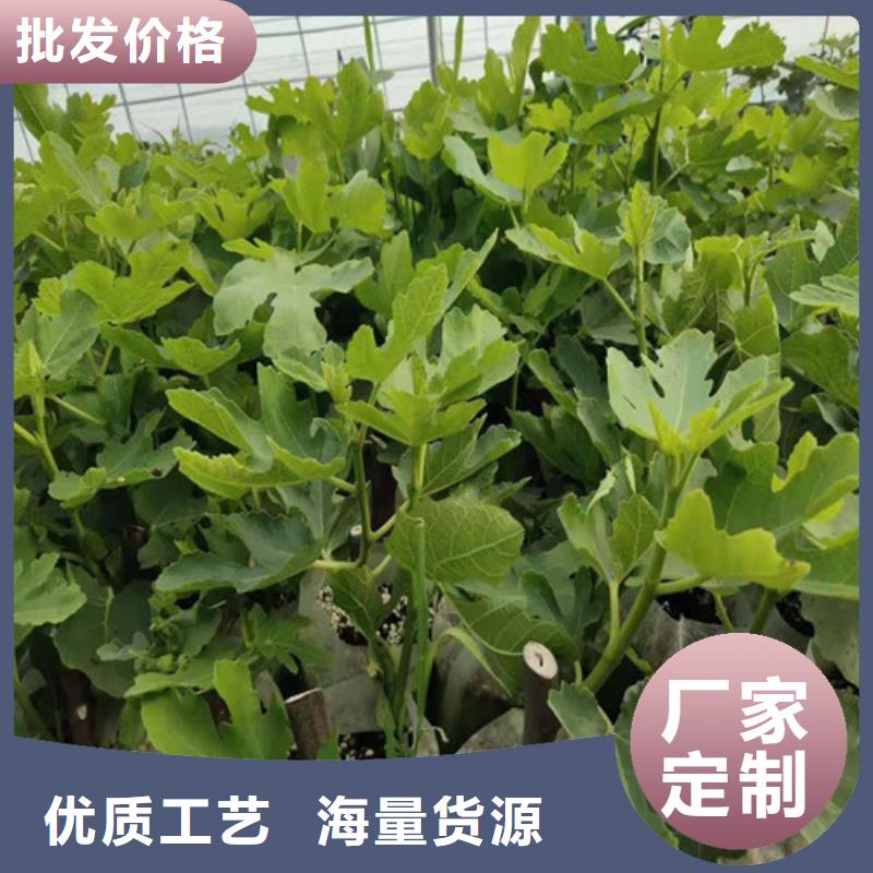 【无花果_梨树苗支持大批量采购】