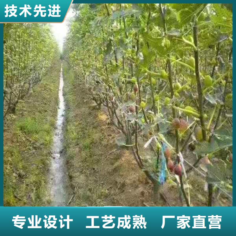 无花果红耔山楂苗厂诚信经营