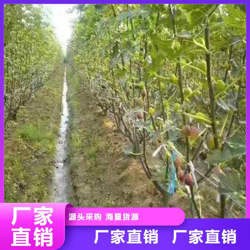 无花果樱桃树苗一手货源