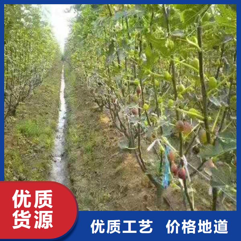 无花果花椒苗产品优势特点