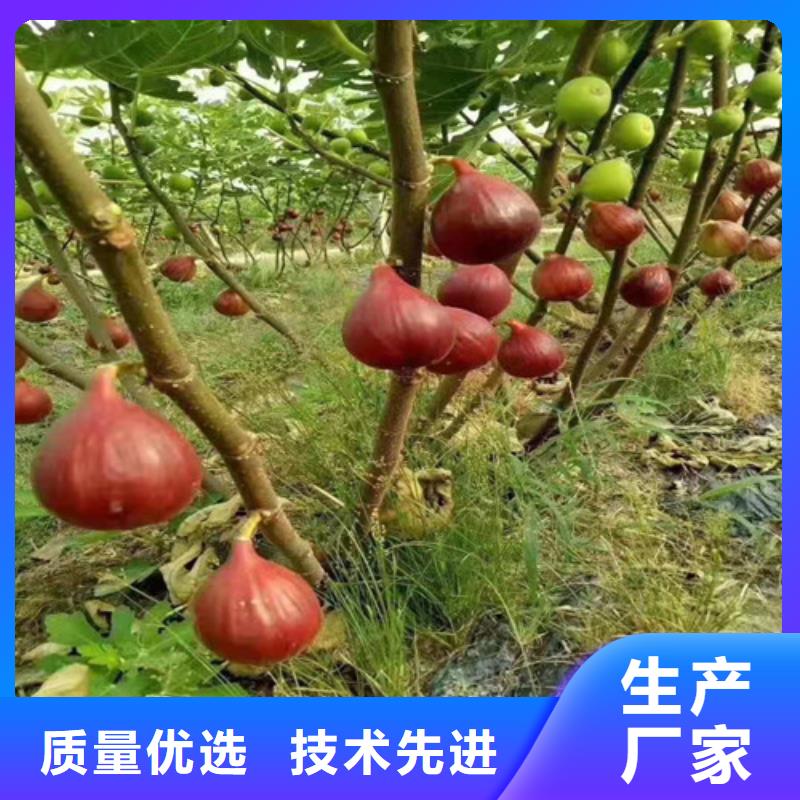 【无花果梨树苗设计合理】