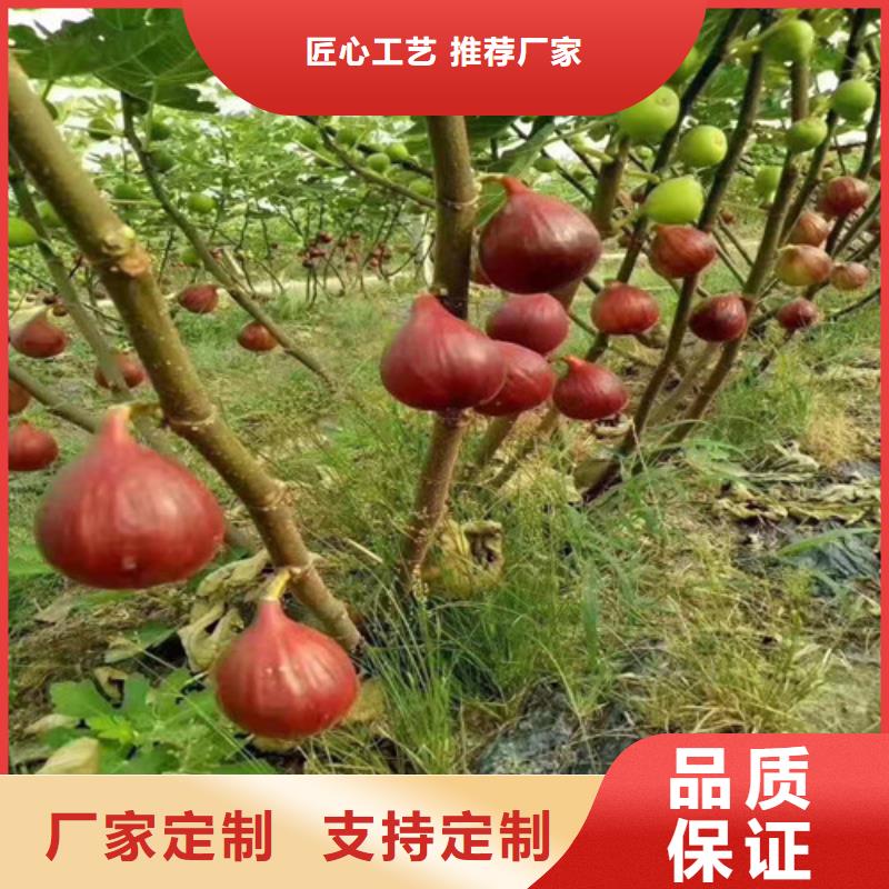 【无花果】大金星山楂苗精致工艺