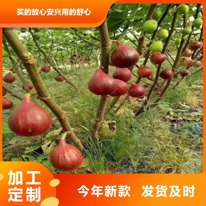 无花果核桃苗出厂严格质检