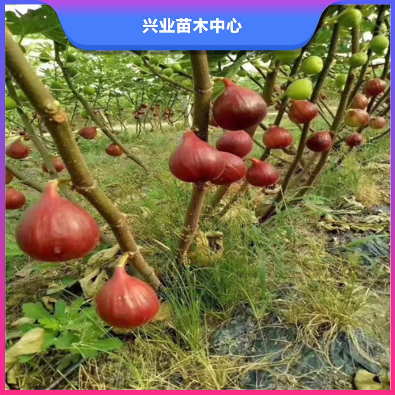 无花果苹果苗厂家直接面向客户