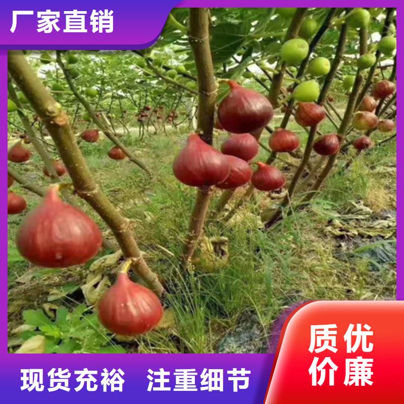 无花果苹果苗厂家直接面向客户