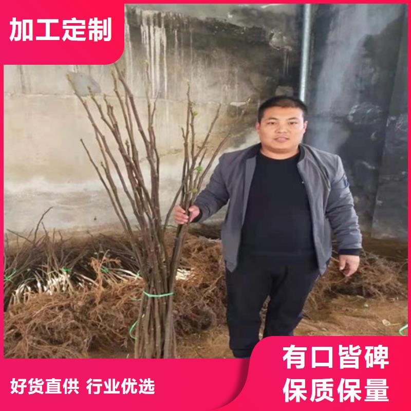 无花果蟠桃苗自有厂家