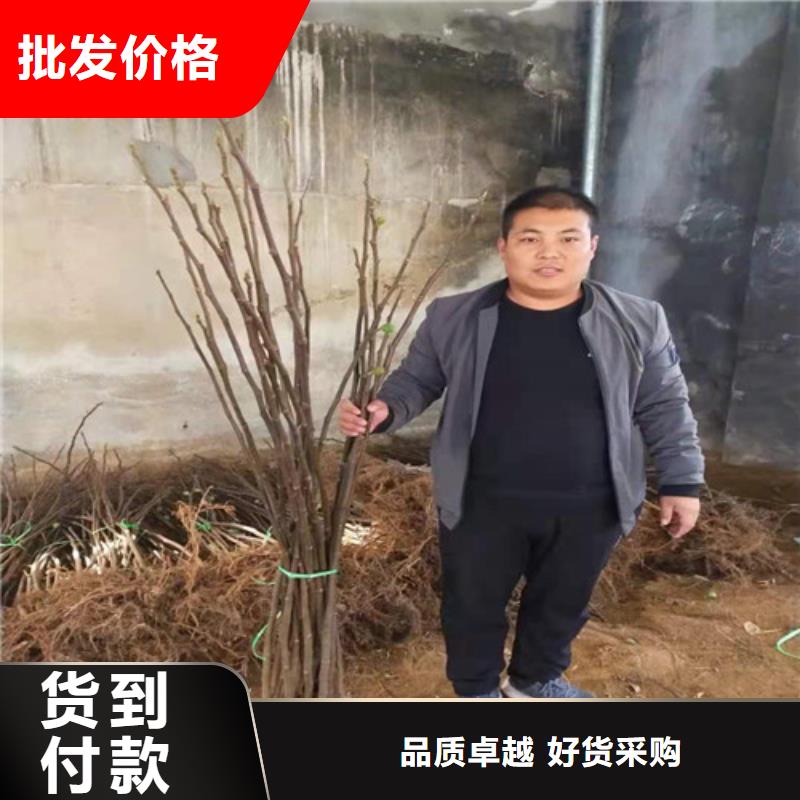 【无花果葡萄苗使用寿命长久】