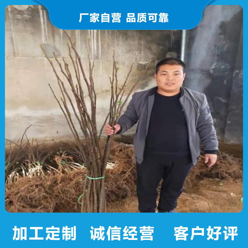 无花果花椒苗保障产品质量